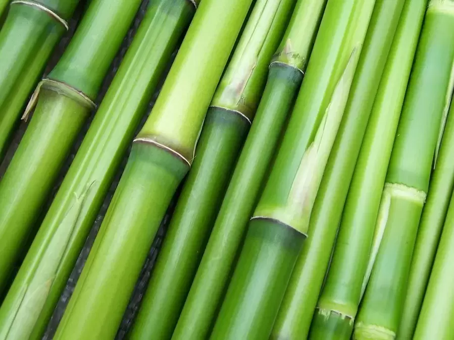 good luck-musk for bamboo