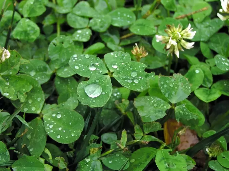 lucky lure-four-leaf clover